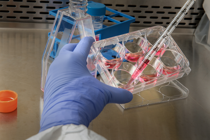 Scientist removing cell growth medium from a 6-well plate in preparation for a plaque assay. Courtesy of the Public Health Image Library, Centers for Disease Control and Prevention.